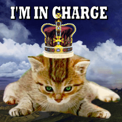 I'm in charge cat GIF