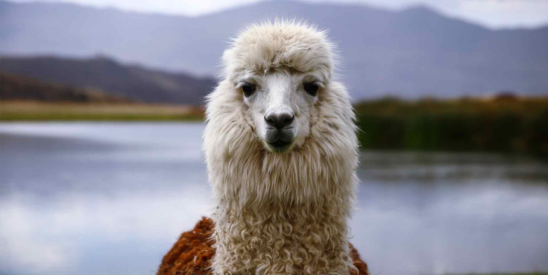 Llama, ¿cómo te llamas?