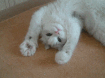 A cute white cat